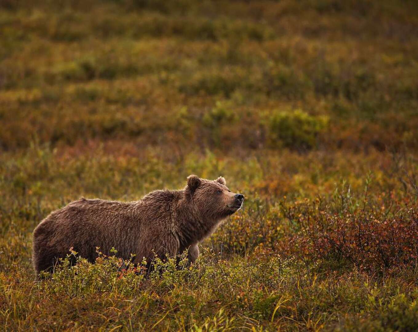 Grizzly Bear in Denali